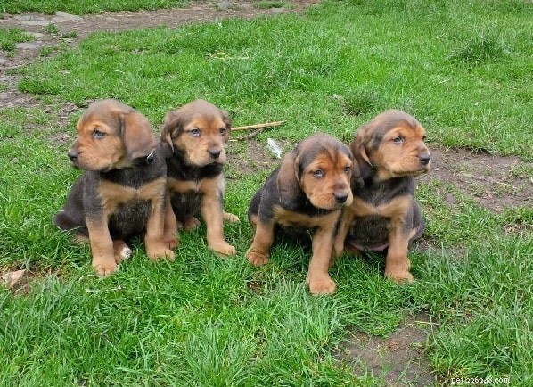 Alpine Dachsbracke: The Loyal, Compact Hunting Companion
