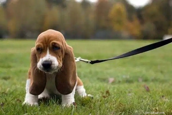Artois Hound: Comprehensive Breed Profile & Key Facts