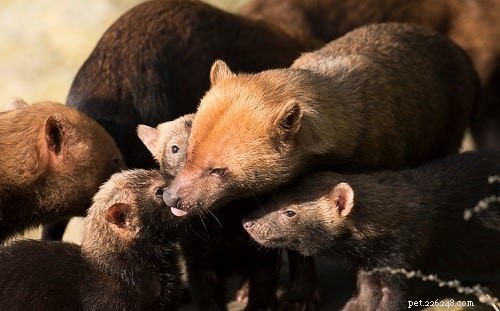 Bush Dog (Wild Dog): Rare Canine Breed Profile & Conservation Status