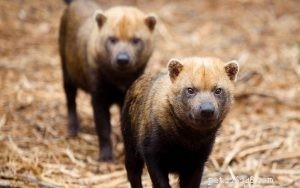 Bush Dog (Wild Dog): Rare Canine Breed Profile & Conservation Status
