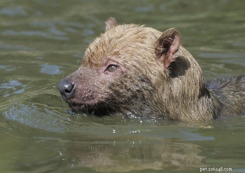 Bush Dog (Wild Dog): Rare Canine Breed Profile & Conservation Status
