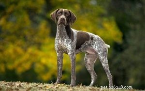 Braque Français Gascogne: French Pointing Dog Breed Overview
