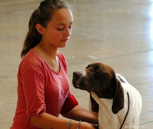 Braque Français Gascogne: French Pointing Dog Breed Overview