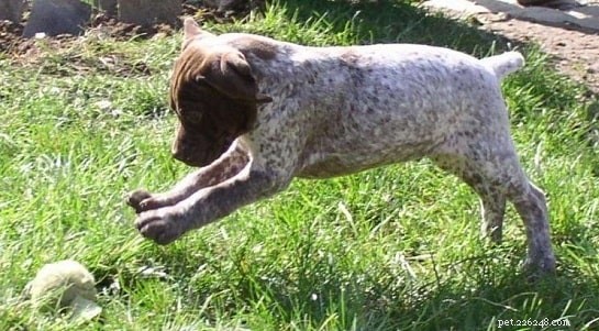 Braque Français Gascogne: French Pointing Dog Breed Overview