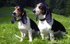 Swiss Laufhund: Elegant Swiss Hound Breed Guide