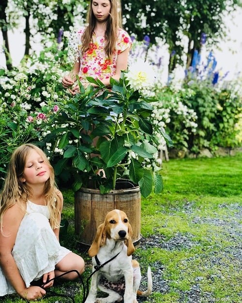 Swiss Laufhund: Elegant Swiss Hound Breed Guide
