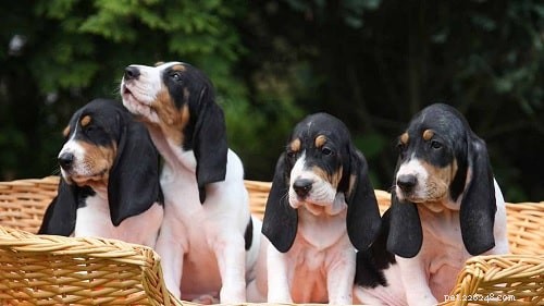 Swiss Laufhund: Elegant Swiss Hound Breed Guide