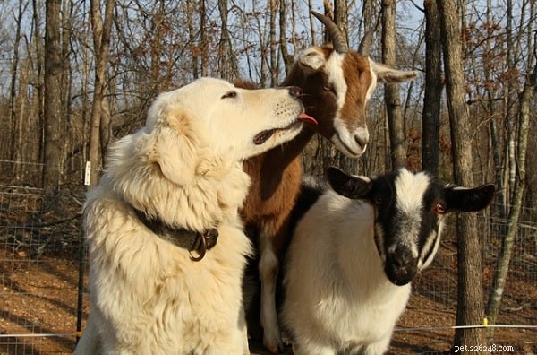 Akbash Dog Breed: Origins, Traits, and Care Guide