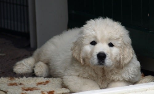 Polish Tatra Sheepdog: Comprehensive Breed Guide & Key Facts