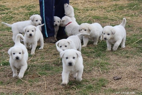 Akbash Dog Breed: Origins, Traits, and Care Guide