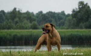 Ca de Bou Dog: Majorcan Guard Dog with Timeless Heritage