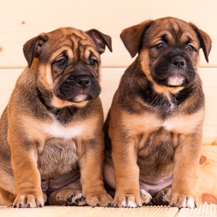 Ca de Bou Dog: Majorcan Guard Dog with Timeless Heritage