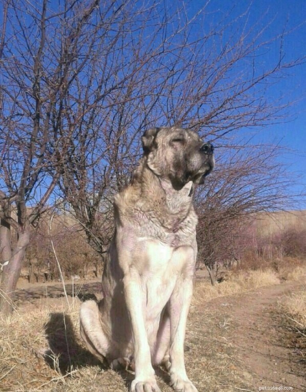 Sarabi Mastiff (Persian Mastiff): A Powerful, Ancient Guardian Breed