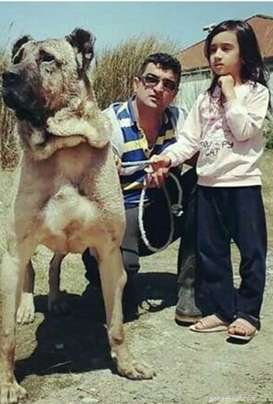 Sarabi Mastiff (Persian Mastiff): A Powerful, Ancient Guardian Breed