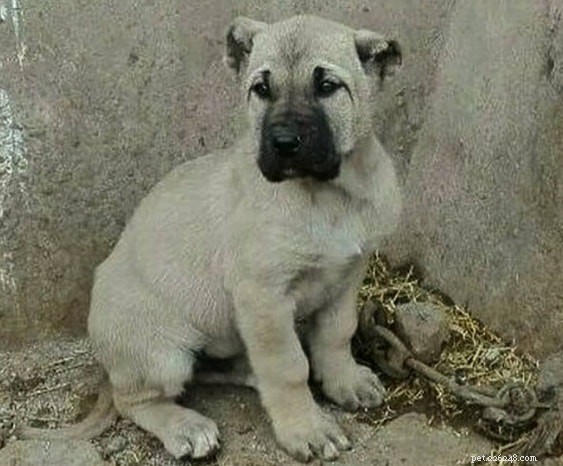 Sarabi Mastiff (Persian Mastiff): A Powerful, Ancient Guardian Breed