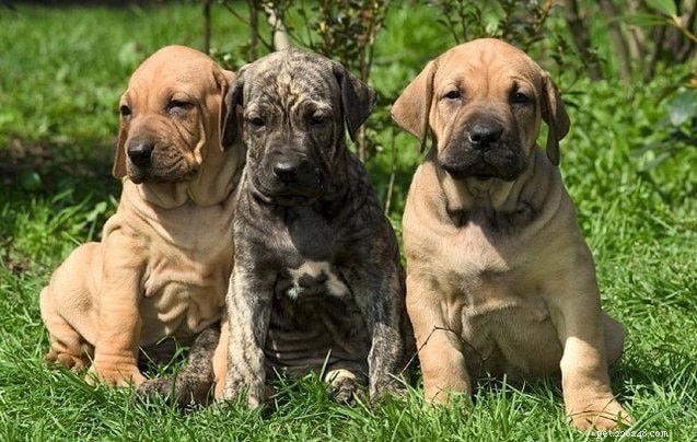 Fila Brasileiro – The Powerful Brazilian Mastiff: Traits, Care, and Training Guide
