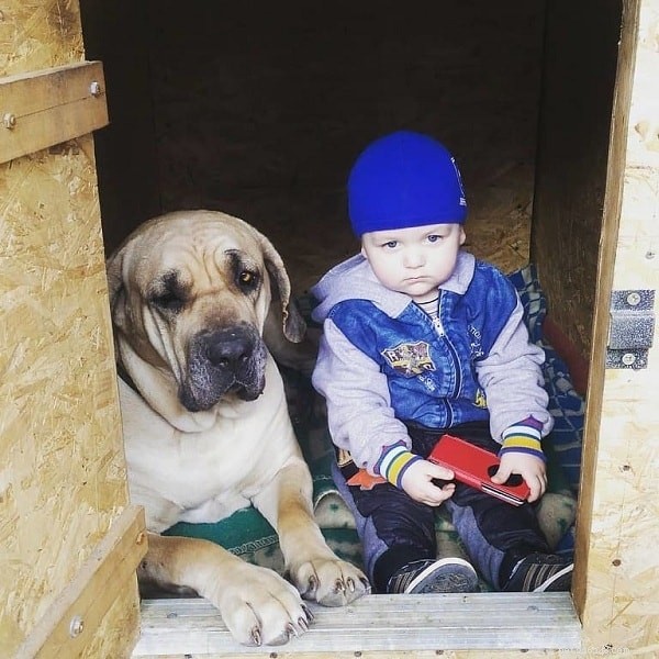Fila Brasileiro – The Powerful Brazilian Mastiff: Traits, Care, and Training Guide