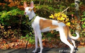 Tesem: Egypt s Legendary Khufu Hunting Dog (Extinct Breed)