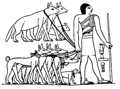 Tesem: Egypt s Legendary Khufu Hunting Dog (Extinct Breed)