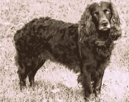The Tweed Water Spaniel: Extinct Athletic Water Dog from the Tweed Valley