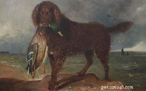 The Tweed Water Spaniel: Extinct Athletic Water Dog from the Tweed Valley