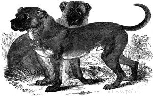 Dogo Cubano (Extinct) – A Powerful Cuban Mastiff Breed