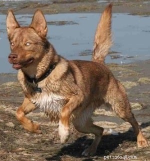 Tahltan Bear Dog: History, Characteristics, and Legacy of the Extinct Hunting Breed
