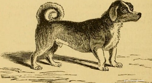 The Turnspit Dog: Britain s Historic Kitchen Companion