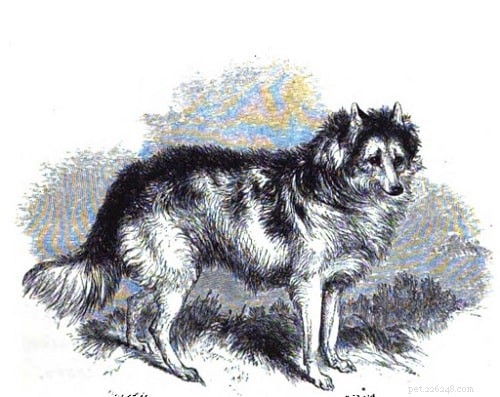 Hare Indian Dog (Extinct) – The Mackenzie River’s Legendary Speedster