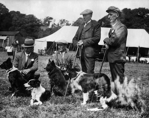 Cumberland Sheepdog: Extinct Heritage of the Australian Shepherd & Border Collie