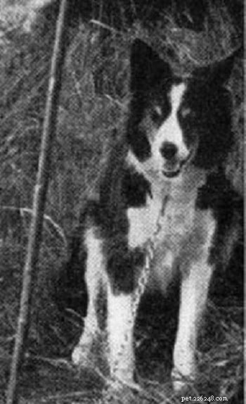 Cumberland Sheepdog: Extinct Heritage of the Australian Shepherd & Border Collie