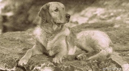 The Russian Tracker: A Lost Retriever Breed of the Caucasus