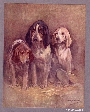Southern Hound: Britain s Legendary Extinct Scent Hound