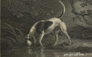 Southern Hound: Britain s Legendary Extinct Scent Hound