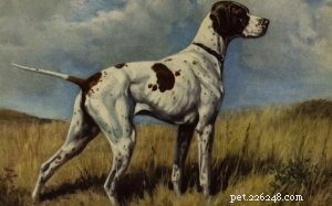 Braque du Puy: France’s Iconic Hunting Dog (Extinct)