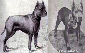 Blue Paul Terrier (Extinct): A Comprehensive Guide to the Scottish Breed