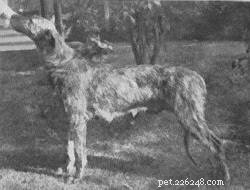The Alaunt: An Extinct Mastiff Breed of Europe and Central Asia