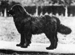 Moscow Water Dog – Extinct Retriever Breed & Its Legacy in the Black Russian Terrier