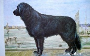 Moscow Water Dog – Extinct Retriever Breed & Its Legacy in the Black Russian Terrier