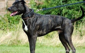 The Alaunt: An Extinct Mastiff Breed of Europe and Central Asia