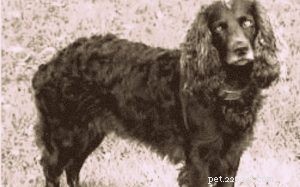 Toy Trawler Spaniel – A Rare, Extinct British Spaniel Breed