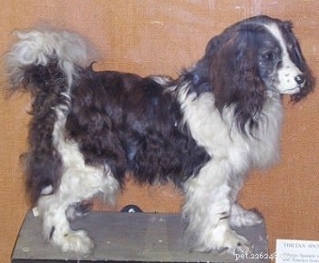 Toy Trawler Spaniel – A Rare, Extinct British Spaniel Breed
