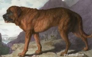 Alpine Mastiff – The Legendary Extinct Giant Dog Breed