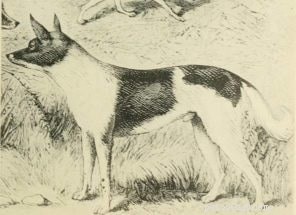 The Fuegian Dog: History of Chile and Argentina’s Extinct Fox-Dog Breed
