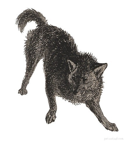 The Fuegian Dog: History of Chile and Argentina’s Extinct Fox-Dog Breed