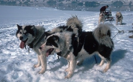 The Argentine Polar Dog: History of an Extinct Military Breed