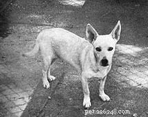 The Hawaiian Poi Dog: History, Traits, and Legacy of an Extinct Breed