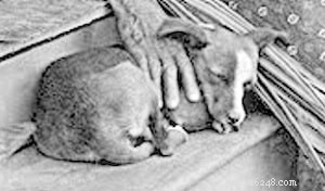 The Hawaiian Poi Dog: History, Traits, and Legacy of an Extinct Breed