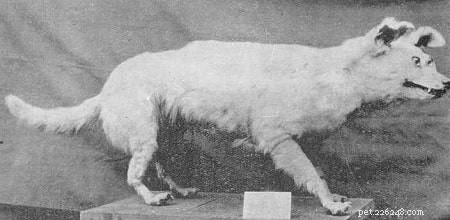Kurī: The Extinct Polynesian Dog Breed of New Zealand