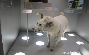 Kurī: The Extinct Polynesian Dog Breed of New Zealand